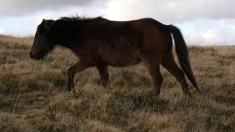 Wild pony walking through a field Video stock 72606400
