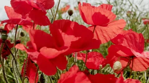 Wild poppies Stock Footage 11236166