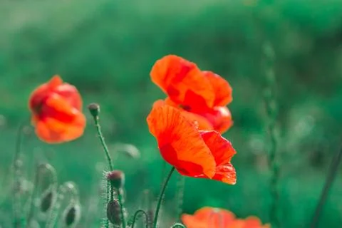 Wild poppies on meadow Stock Photos