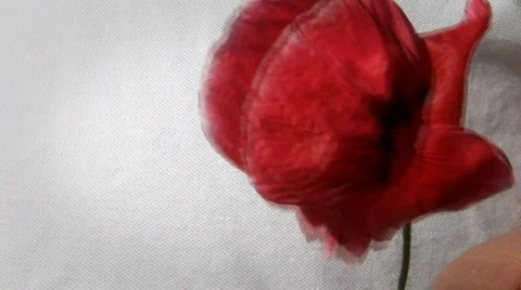 Wild poppy 003 스톡 동영상 856142