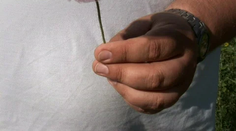 Wild poppy 005 Stock Footage 856049