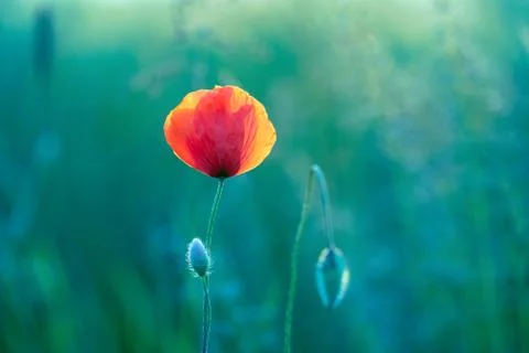 Wild poppy flower growing on a summer meadow Stock Photos
