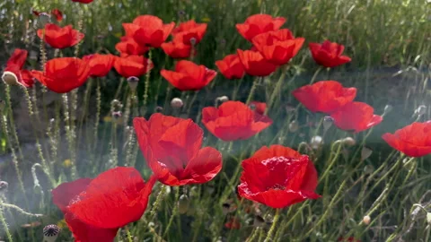 Wild poppy Stock Footage 155281544