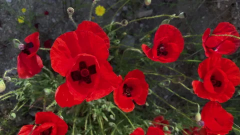 Wild poppy Stock Footage 155281876