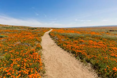 Wild Poppy Path Stock Photos