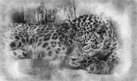 Wild, Powerful leopard resting, wildlife mammal with spot skin hand drawing e Stock Illustration