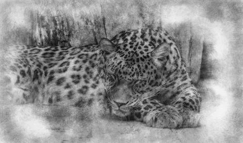 Wild, Powerful leopard resting, wildlife mammal with spot skin hand drawing e Stock Illustration