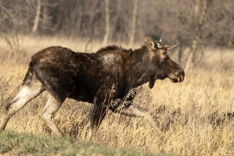Wild Prairie Moose Stockfoto's