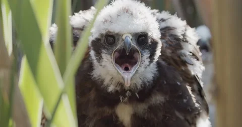 Wild predator defends the nest from attacks Stock-Footage 150401505