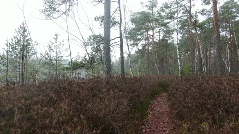 Wild predator in the forest. Stock Footage 238776158