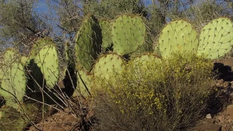 Wild Prickly Pear Cactus close up with little yellow flowers in Arizona       스톡 동영상 80745808