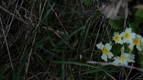 Wild Primrose Stock Footage 99562166