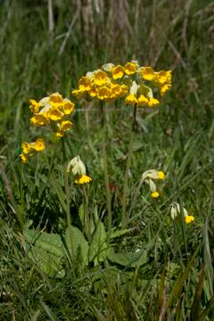 Wild primroses Foto stock