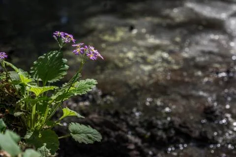 Wild primulas in the field Stock Photos