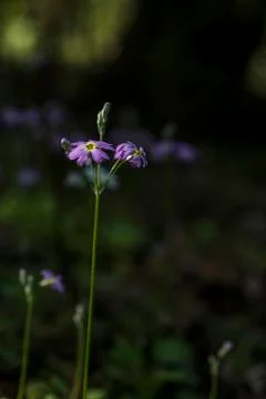 Wild primulas in the field Stock Photos