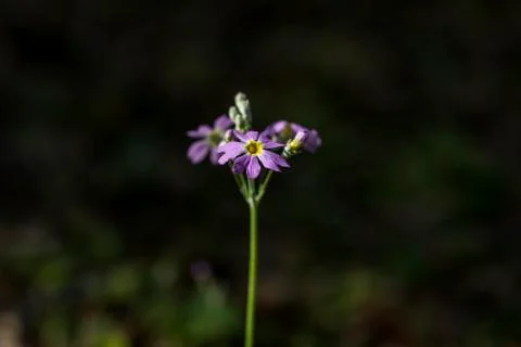 Wild primulas in the field Stock Photos