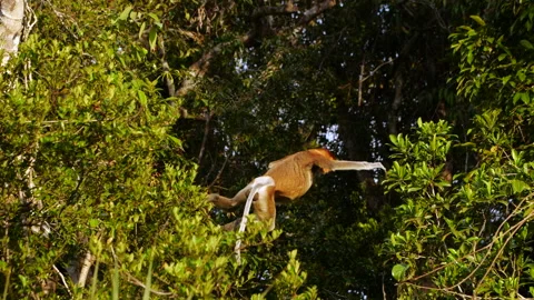 A wild proboscis monkey jumping between trees Stock Footage 135489097