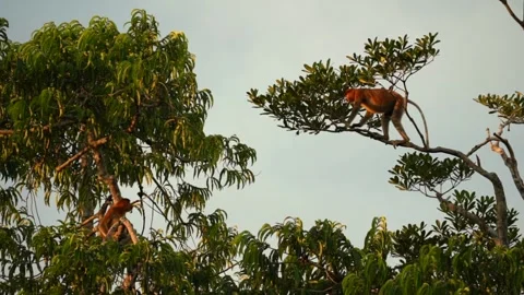 Wild Proboscis Monkey or Big Nose climbing a tree Video stock 241496173