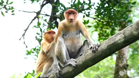 Wild Proboscis monkey or Nasalis larvatus, in rainforest of Borneo, Malaysia Stock Footage 138121034