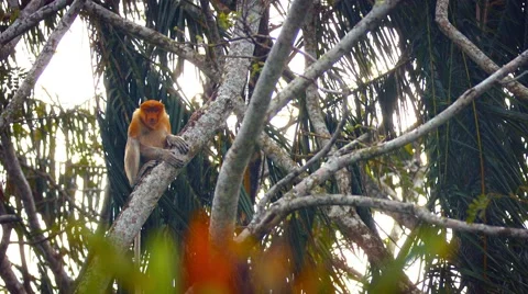 Wild Proboscis Monkey on a Tree Branch in Malaysia 스톡 동영상 53614664