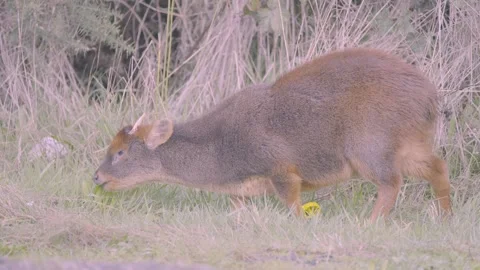 Wild Pudu Grazing in the Grass Stock Footage 313957717