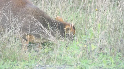 Wild Pudu Grazing in the Grass Stock Footage 313957725