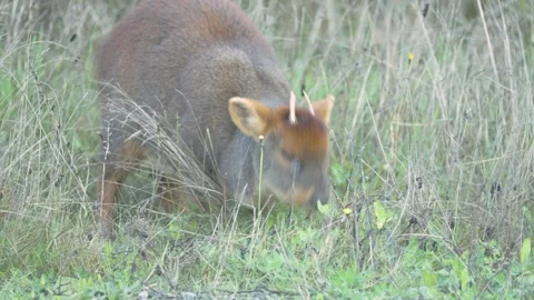 Wild Pudu Grazing in the Grass Stock Footage 313957730