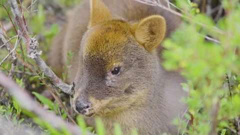 Wild Pudu Grazing in the Grass Stock Footage 313957774