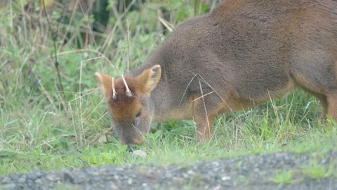 Wild Pudu Grazing in the Grass Stock Footage 313957892
