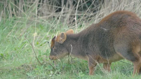 Wild Pudu Grazing in the Grass Stock Footage 313957903