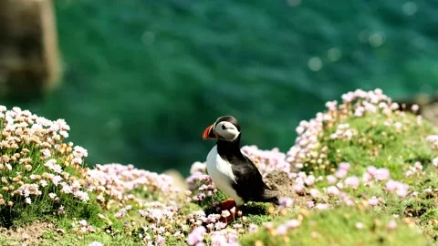 Wild Puffin Close-up Видео 218303591