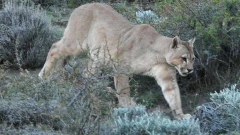 Wild puma looking at something and walking between Patagonian bushes, close up. Stock Footage 273308017