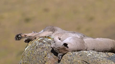 Wild Puma Resting and Sleeping Peacefully on Mountain Rock Telephoto 4k Stock Footage 338265276
