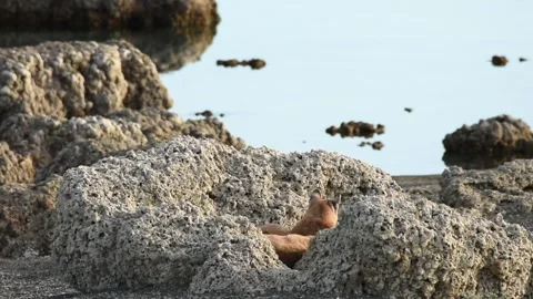 Wild puma resting between big grey rocks near a lake in Patagonia on sunset. Stock Footage 276170671