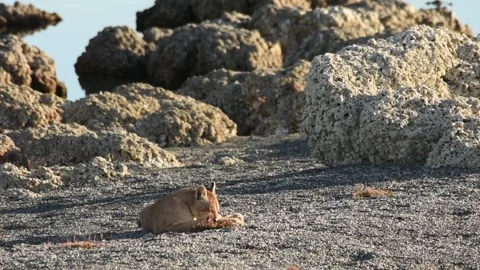 Wild puma resting between big grey rocks near a lake in Patagonia on sunset. Stock Footage 276546708