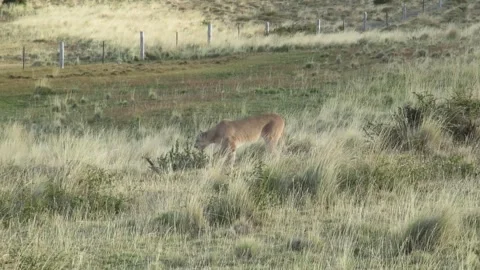 Wild puma walking slowly between grass and vegetation in Patagonia Chile Stock-Footage 269367179