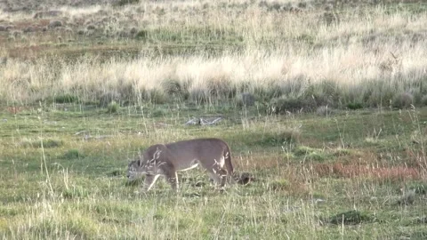 Wild puma walking slowly between grass and vegetation in Patagonia Chile Stock Footage 269367245