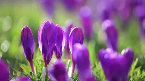 Wild purple crocuses blooming in forest meadow, golden sunlight and calm Stock Footage 325994899