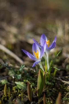 Wild purple crocuses blooming in their natural environment in the forest. Stock Photos