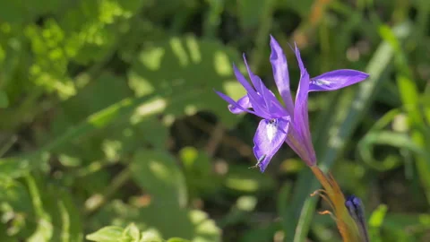 Wild purple iris flower with insect Stock Footage 93348690