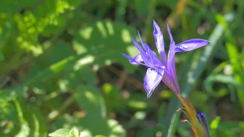 Wild purple iris flower with small insect Stock Footage 94256669