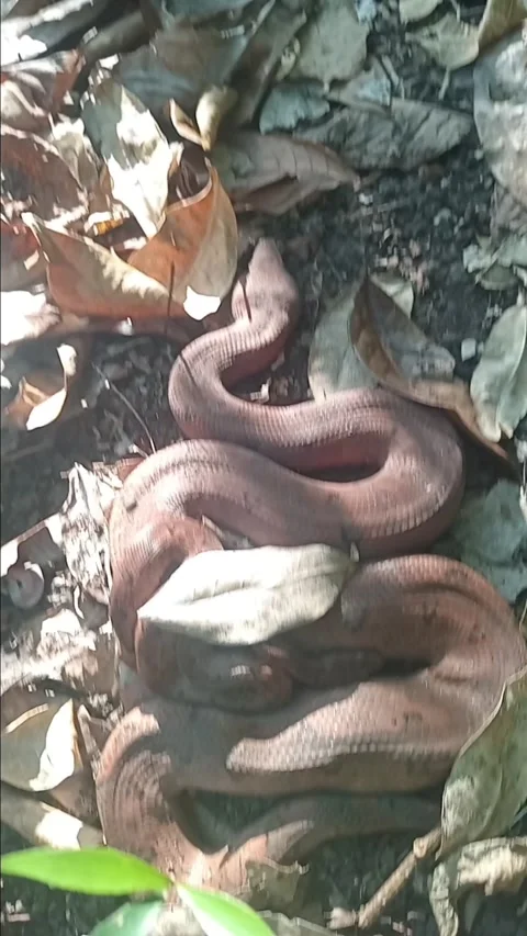 Wild Python Molurus Bivittatus Snake Resting in Rural Backyard Vidéo 339912125