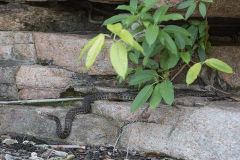 Wild python in Queensland, Australia 写真素材
