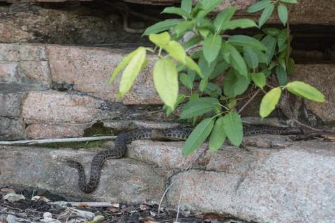 Wild python in Queensland, Australia Photograph of a wild python in Queens... 写真素材
