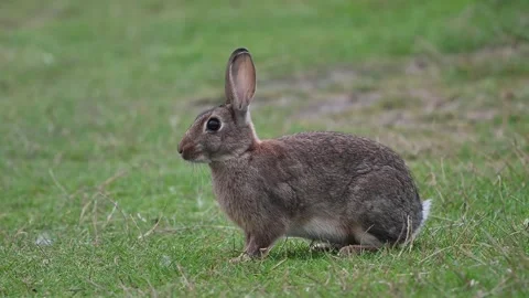 Wild rabbit alert and keeping very still Stock Footage 248228436