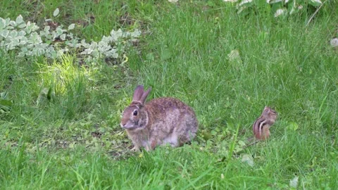 A wild rabbit and a chipmunk feeding in the same place 1 Vídeos de archivo 232152585
