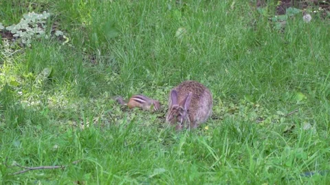 A wild rabbit and a chipmunk feeding in the same place 5 스톡 동영상 232152603