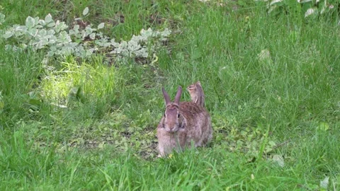 A wild rabbit and a chipmunk feeding in the same place 2 Stock Footage 232152604