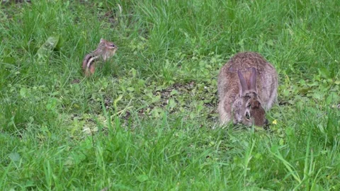 A wild rabbit and a chipmunk feeding in the same place 8 Vídeos de archivo 232152619