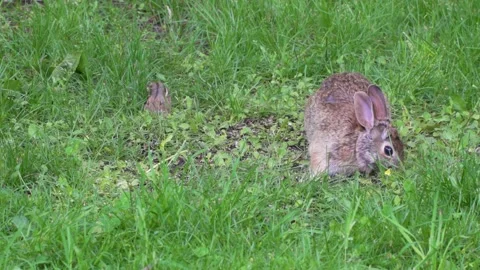 A wild rabbit and a chipmunk feeding in the same place 9 Vídeos de archivo 232152638